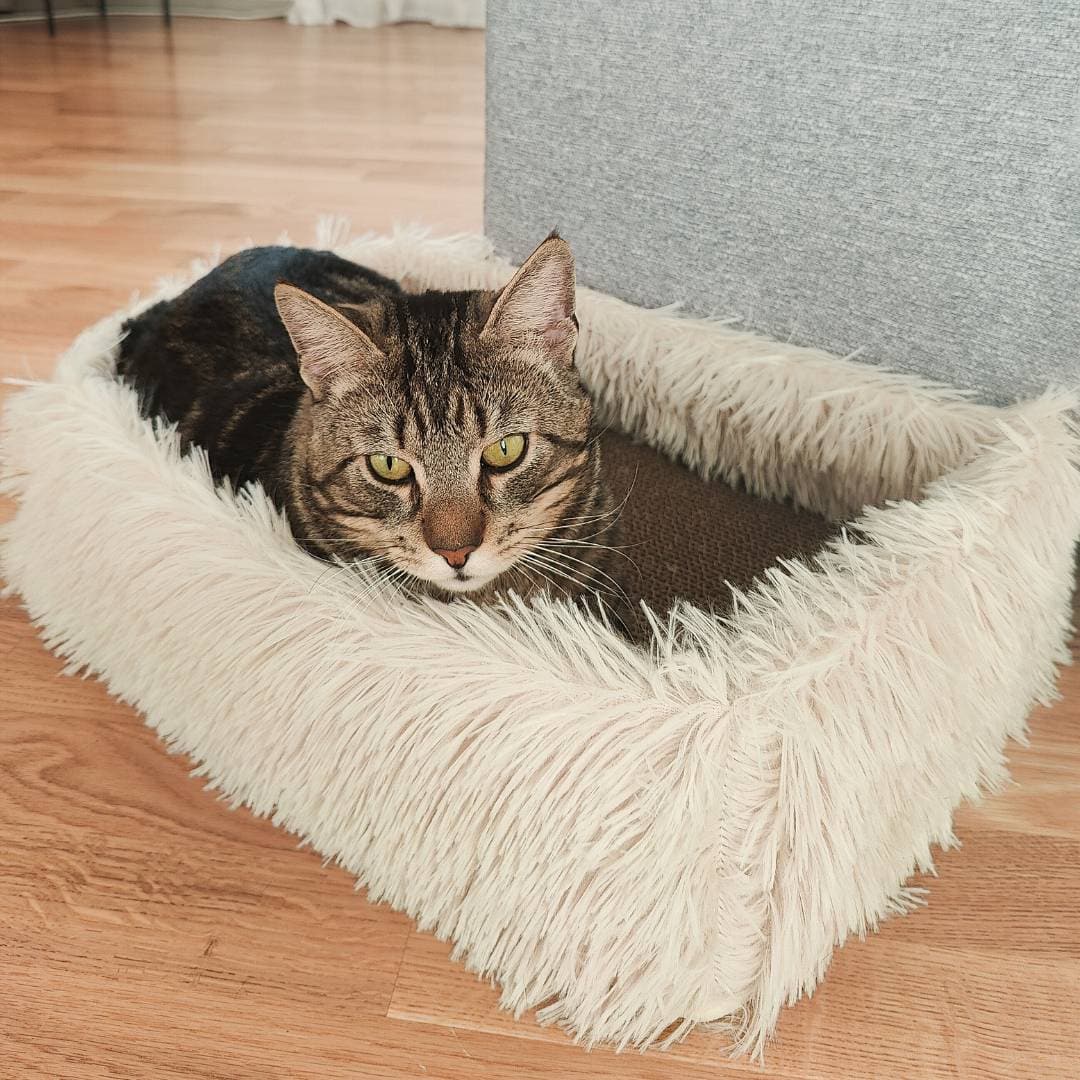 2-in-1 Scratching Cat Bed 10