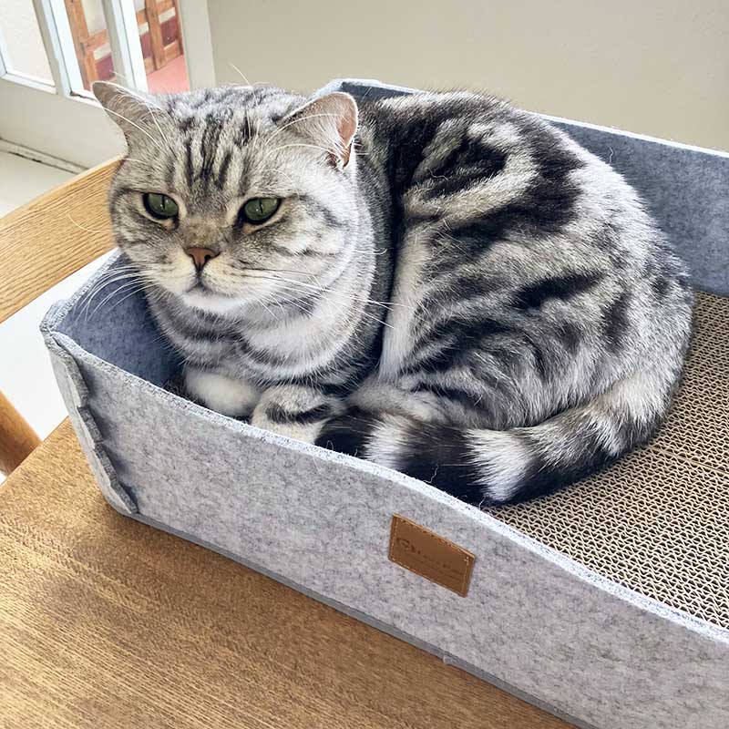 2-in-1 Scratching Cat Bed 4