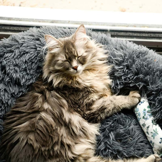 Fluffy Cat Bed 2